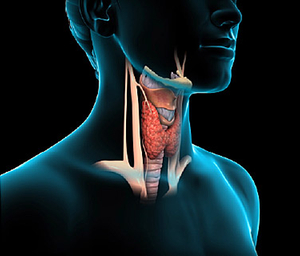 375x321_how_does_your_thyroid_work_video.jpg